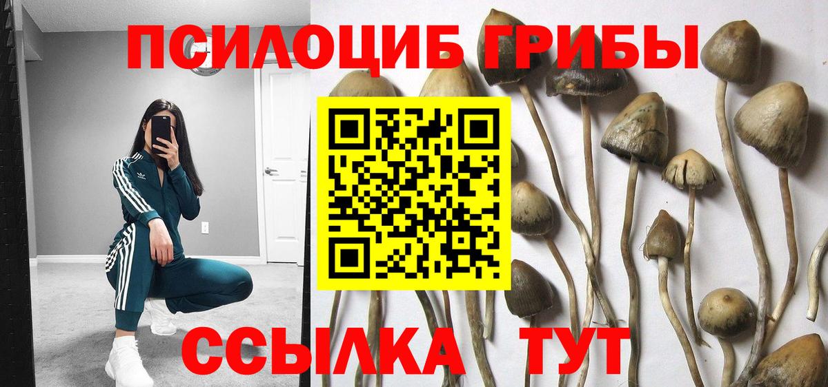 Губкинский  Псилоцибиновые грибы прущие грибы  Псилоцибиновые грибы Psilocybe  Вход с VPN 